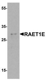 N2DL4 Antibody in Western Blot (WB)