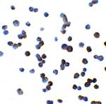 OATP2 Polyclonal Antibody