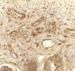 PDI Polyclonal Antibody