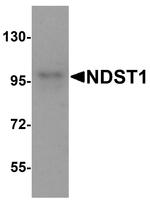NDST1 Polyclonal Antibody