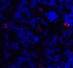 CD86 Antibody in Immunohistochemistry (Paraffin) (IHC (P))
