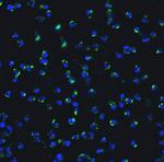 IRF7 Polyclonal Antibody