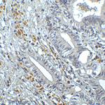 IRF7 Antibody in Immunohistochemistry (Paraffin) (IHC (P))