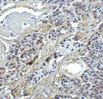 IRF7 Antibody in Immunohistochemistry (Paraffin) (IHC (P))