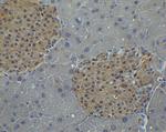 IRF7 Antibody in Immunohistochemistry (Paraffin) (IHC (P))
