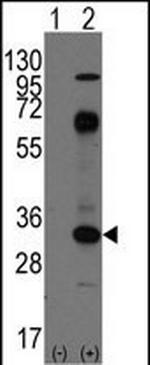 CD8 alpha Antibody in Western Blot (WB)