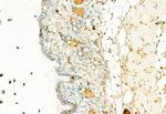 H3K27me3 Antibody in Immunohistochemistry (Paraffin) (IHC (P))