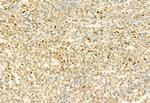 H3K4me3 Antibody in Immunohistochemistry (Paraffin) (IHC (P))