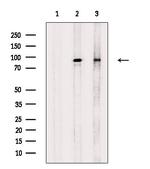 Phospho-beta Catenin (Ser552) Antibody in Western Blot (WB)