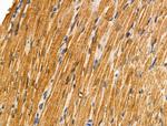 Phospho-BID (Ser78) Polyclonal Antibody