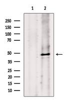 Phospho-Caspase 9 (Ser196) Polyclonal Antibody