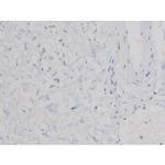 Phospho-Cdc25A (Ser76) Antibody in Immunohistochemistry (Paraffin) (IHC (P))