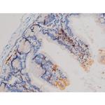 Phospho-Cdc25A (Ser76) Polyclonal Antibody
