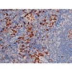 Phospho-Cdc25A (Ser76) Antibody in Immunohistochemistry (Paraffin) (IHC (P))