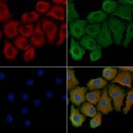 Phospho-COX4 (Ser58) Polyclonal Antibody