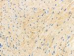 Phospho-COX4 (Ser58) Antibody in Immunohistochemistry (Paraffin) (IHC (P))