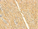 Phospho-COX4 (Ser58) Antibody in Immunohistochemistry (Paraffin) (IHC (P))