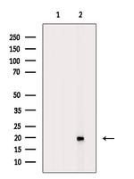 Phospho-COX4 (Ser58) Antibody in Western Blot (WB)