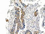 Phospho-Cytokeratin 18 (Ser53) Antibody in Immunohistochemistry (Paraffin) (IHC (P))