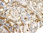 Phospho-Cytokeratin 18 (Ser53) Antibody in Immunohistochemistry (Paraffin) (IHC (P))