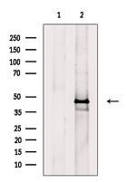 Phospho-Cytokeratin 18 (Ser53) Antibody in Western Blot (WB)