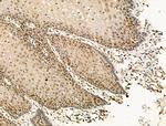 Phospho-DNMT1 (Ser714) Antibody in Immunohistochemistry (Paraffin) (IHC (P))