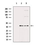 Phospho-EIF2S1 (Ser52) Antibody in Western Blot (WB)