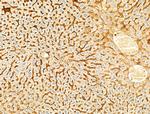 Phospho-EIF2S1 (Ser52) Antibody in Immunohistochemistry (Paraffin) (IHC (P))