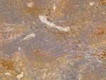 Phospho-EIF2S1 (Ser52) Antibody in Immunohistochemistry (Paraffin) (IHC (P))