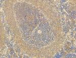Phospho-EIF2S1 (Ser52) Antibody in Immunohistochemistry (Paraffin) (IHC (P))