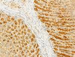 Phospho-EIF2S1 (Ser52) Antibody in Immunohistochemistry (Paraffin) (IHC (P))