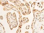 Phospho-EIF2S1 (Ser52) Antibody in Immunohistochemistry (Paraffin) (IHC (P))