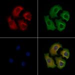 Phospho-EIF4B (Ser504) Polyclonal Antibody