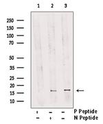 Phospho-FUNDC1 (Ser17) Polyclonal Antibody