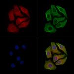 Phospho-GAP43 (Ser41) Polyclonal Antibody