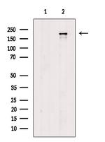 Phospho-CD104 (Thr1530) Polyclonal Antibody