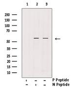 Phospho-IRF7 (Ser437, Ser438) Polyclonal Antibody