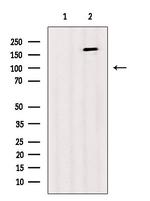 Phospho-IRS1 (Tyr989) Polyclonal Antibody