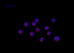 Phospho-Lamin A/C (Ser390) Antibody in Immunocytochemistry (ICC/IF)