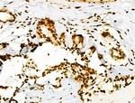 Phospho-Lamin A/C (Ser390) Antibody in Immunohistochemistry (Paraffin) (IHC (P))