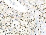 Phospho-Lamin A/C (Ser390) Antibody in Immunohistochemistry (Paraffin) (IHC (P))