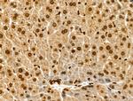 Phospho-MCM2 (Ser108) Antibody in Immunohistochemistry (Paraffin) (IHC (P))