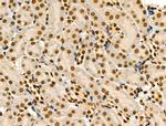 Phospho-MCM2 (Ser108) Antibody in Immunohistochemistry (Paraffin) (IHC (P))