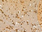Phospho-MCM2 (Ser108) Antibody in Immunohistochemistry (Paraffin) (IHC (P))