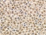 Phospho-MCM2 (Ser108) Antibody in Immunohistochemistry (Paraffin) (IHC (P))