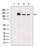 Phospho-MCM2 (Ser108) Antibody in Western Blot (WB)