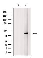Phospho-MEK3/MEK6 (Ser189, Thr193) Antibody in Western Blot (WB)