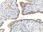 Phospho-MEK7 (Thr275) Polyclonal Antibody