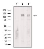 Phospho-ZCWCC1 (Ser615) Antibody in Western Blot (WB)