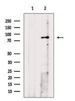 Phospho-MSP (Thr353) Polyclonal Antibody